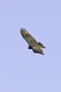 Turkey Vulture