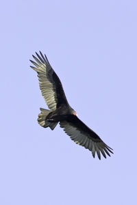Turkey Vulture