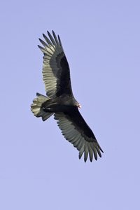 Turkey Vulture