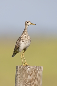 Upland Sandpiper