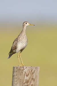 Upland Sandpiper