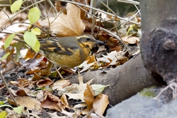 Varied Thrush