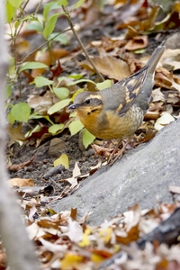 Varied Thrush