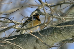 Varied Thrush