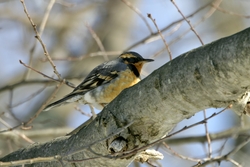 Varied Thrush