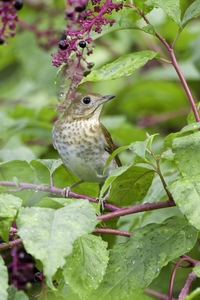 Veery