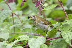 Veery