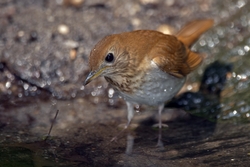 Veery