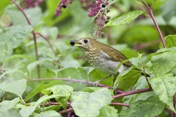 Veery