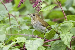 Veery