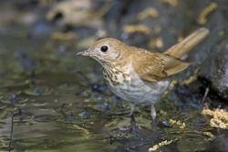 Veery