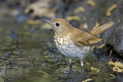 Veery
