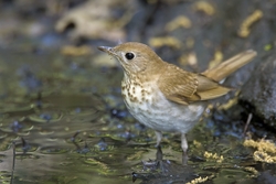 Veery