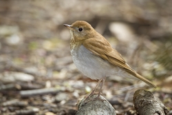 Veery