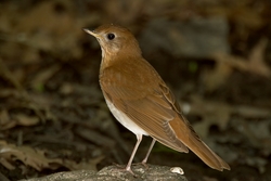 Veery