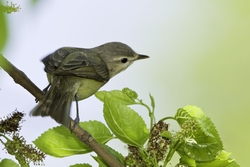 Warbling Vireo