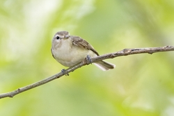 Warbling Vireo