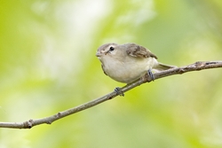 Warbling Vireo