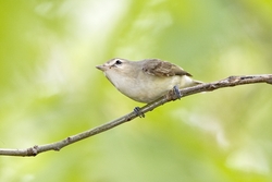 Warbling Vireo