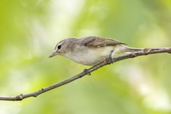 Warbling Vireo