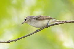 Warbling Vireo