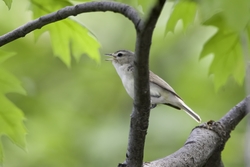 Warbling Vireo