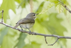 Warbling Vireo