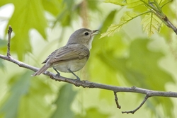 Warbling Vireo