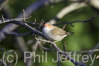 Waxbill