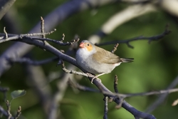 Waxbill
