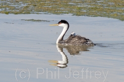 Western Grebe