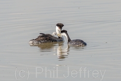 Western Grebe