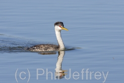 Western Grebe