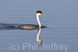 Western Grebe