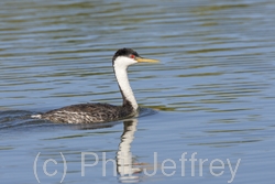 Western Grebe