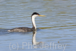 Western Grebe