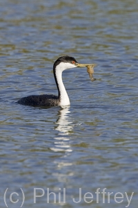 Western Grebe