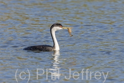 Western Grebe