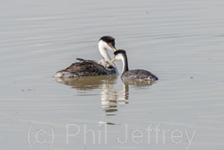 Western Grebe