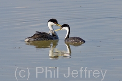 Western Grebe