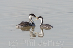 Western Grebe