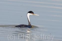 Western Grebe