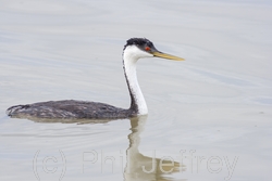 Western Grebe