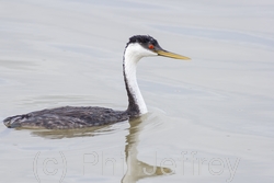 Western Grebe