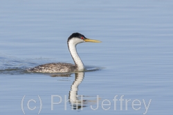 Western Grebe