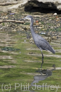 Western Reef-Heron