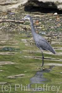 Western Reef-Heron