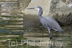 Western Reef-Heron