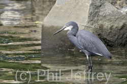 Western Reef-Heron