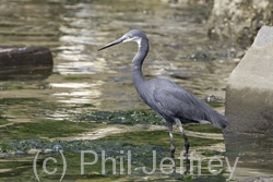Western Reef-Heron